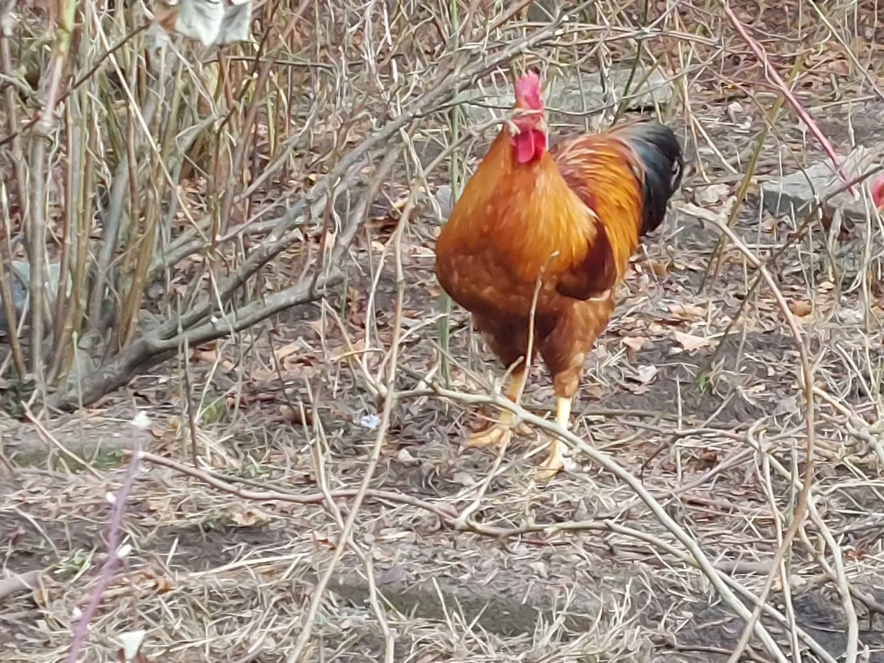 Billede 3 - New Hampshire hane