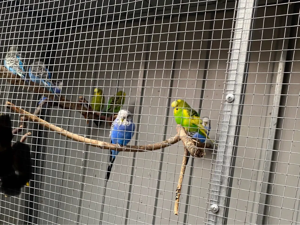 Billede 1 - Undulater blandet flok