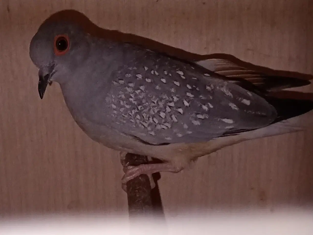 Billede 1 - Diamantduer og andre fugle