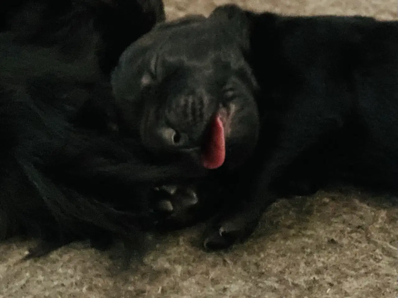 Billede 1 - Søde hvalpe 