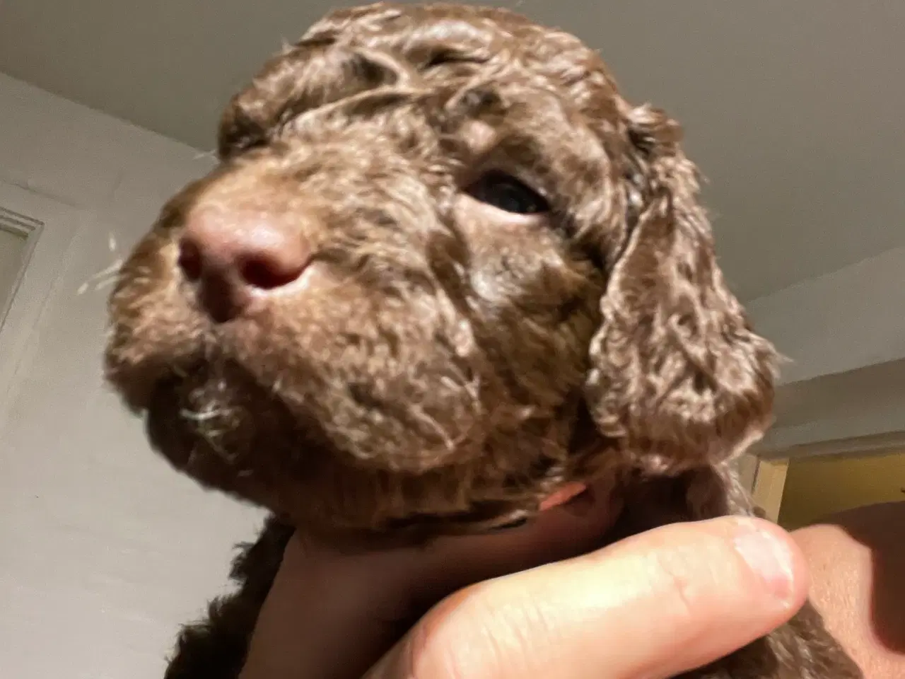 Billede 9 - Labradoodle