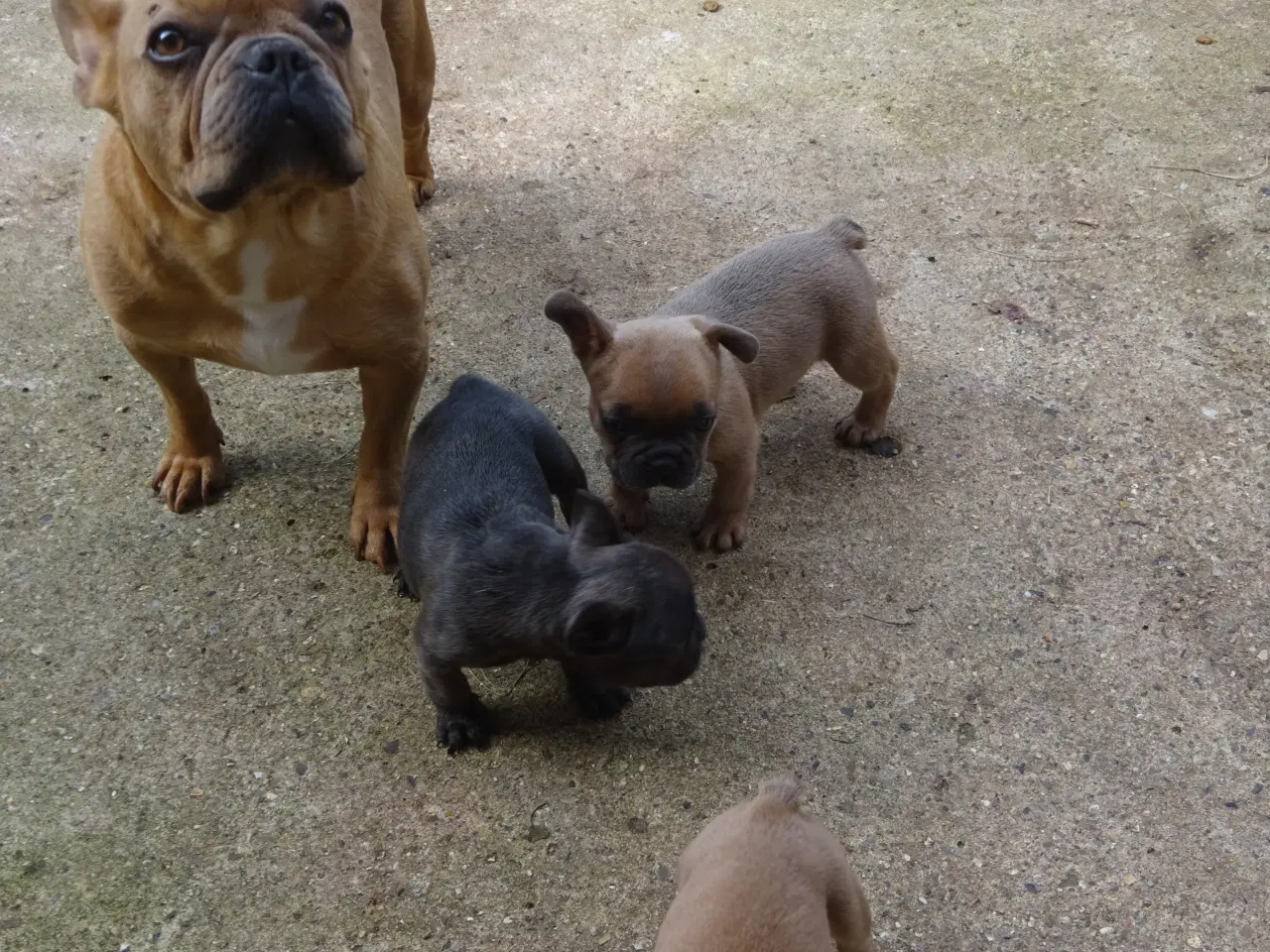 Billede 3 - frenchies fransk bulldog hvalpe
