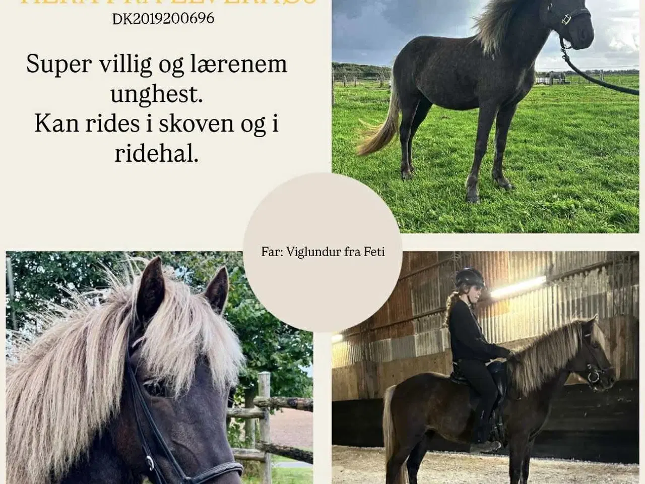 Billede 1 - Hera smuk vindott hoppe 