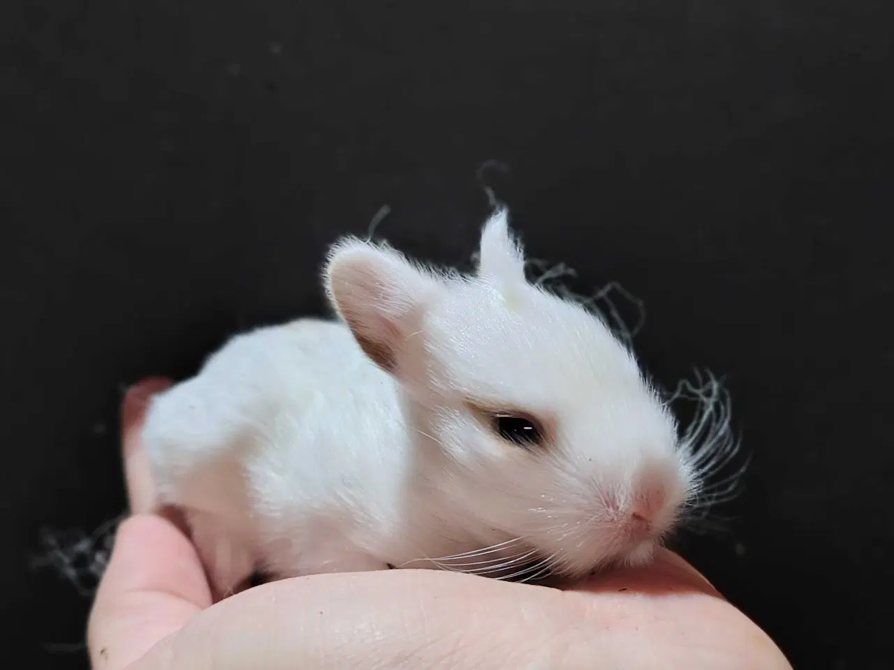 Billede 3 - Indendørs Frikanin 🐰