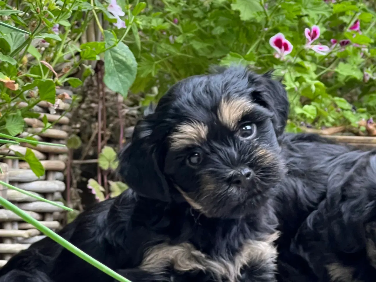Billede 3 - 🌸Skønne Bichon Havanais 🌸