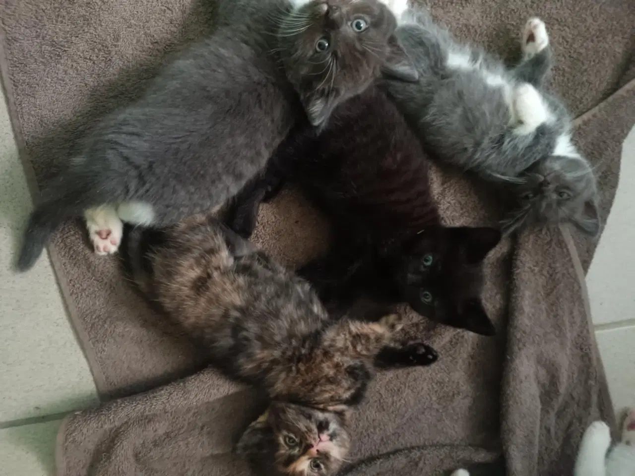 Billede 1 - Søde killinger søger nyt hjem