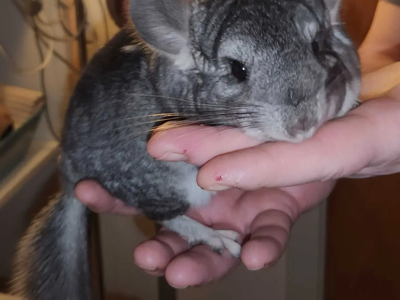 Billede 2 - Chinchilla-søskende