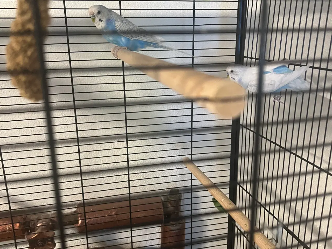 Billede 3 - 2 meget fine undulater, en han og en hun med bur