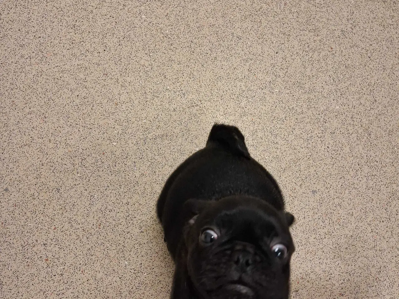 Billede 12 - Små hvalpe salgs klar