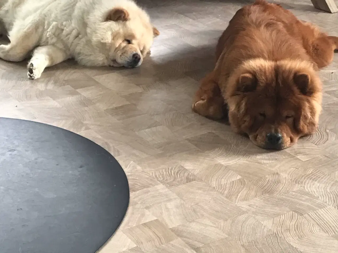 Billede 3 - Chowchow hund 