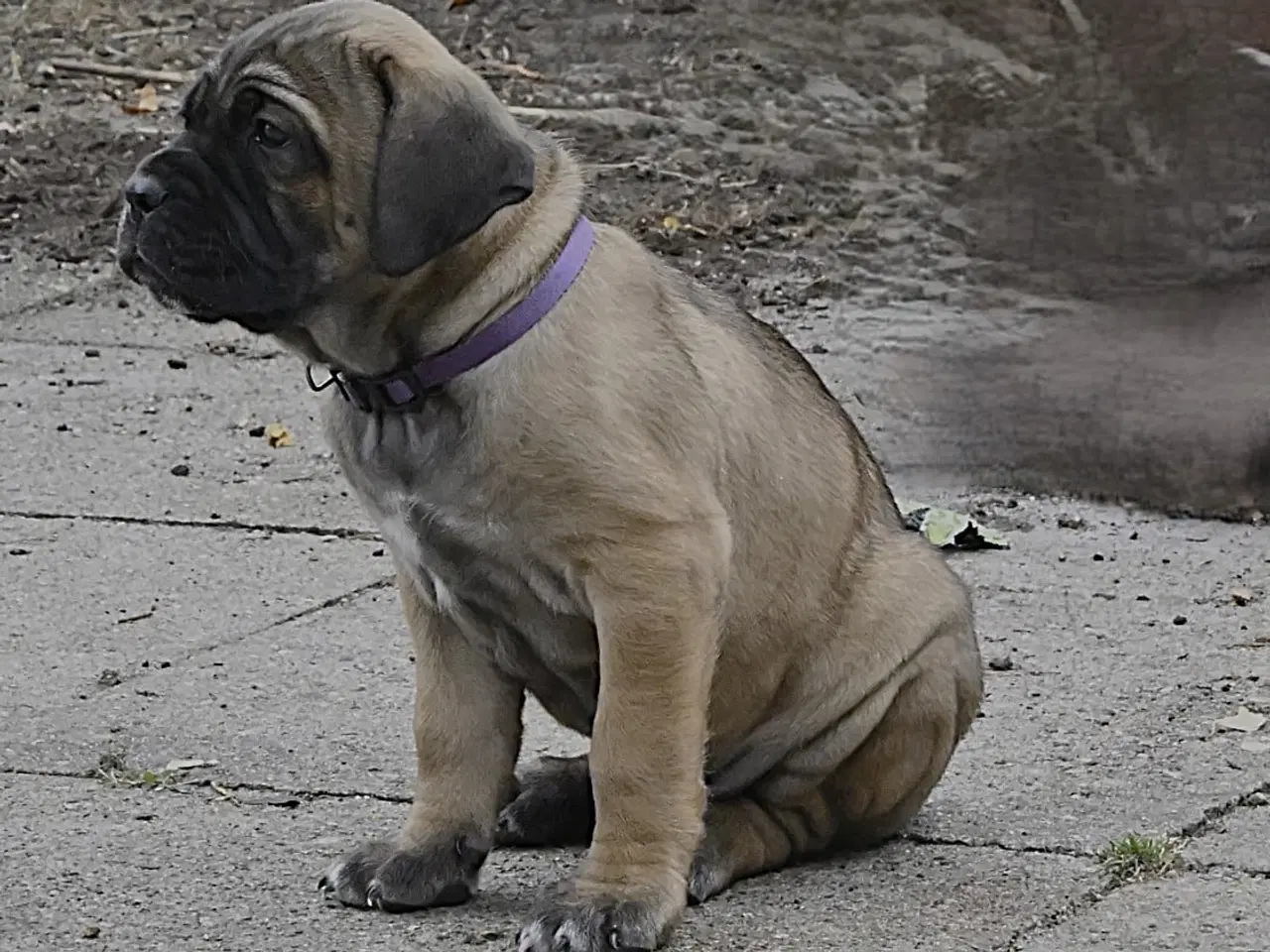 Billede 4 - Cane Corso hvalpe