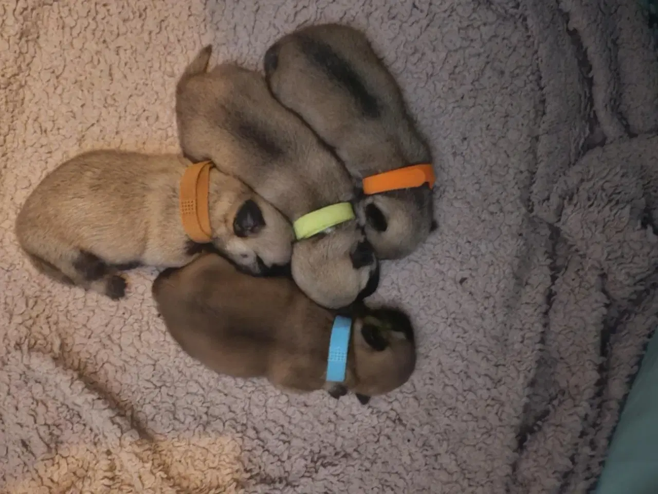 Billede 3 - Mops og malteser blanding 