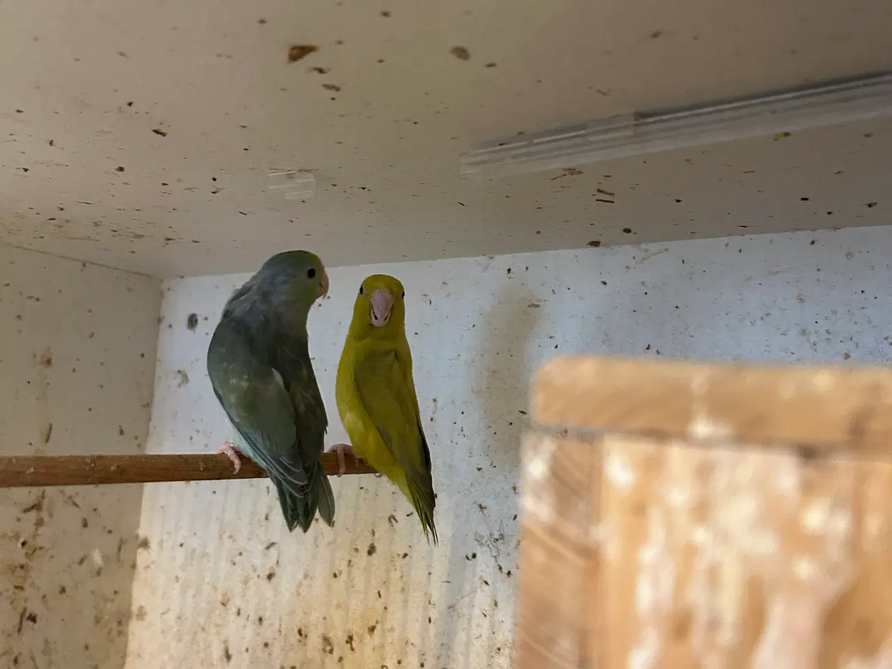 Billede 1 - Spurvepapegøje