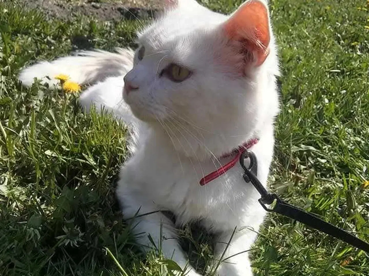 Billede 5 - Maine Coon Bla. 9 uger 🐈