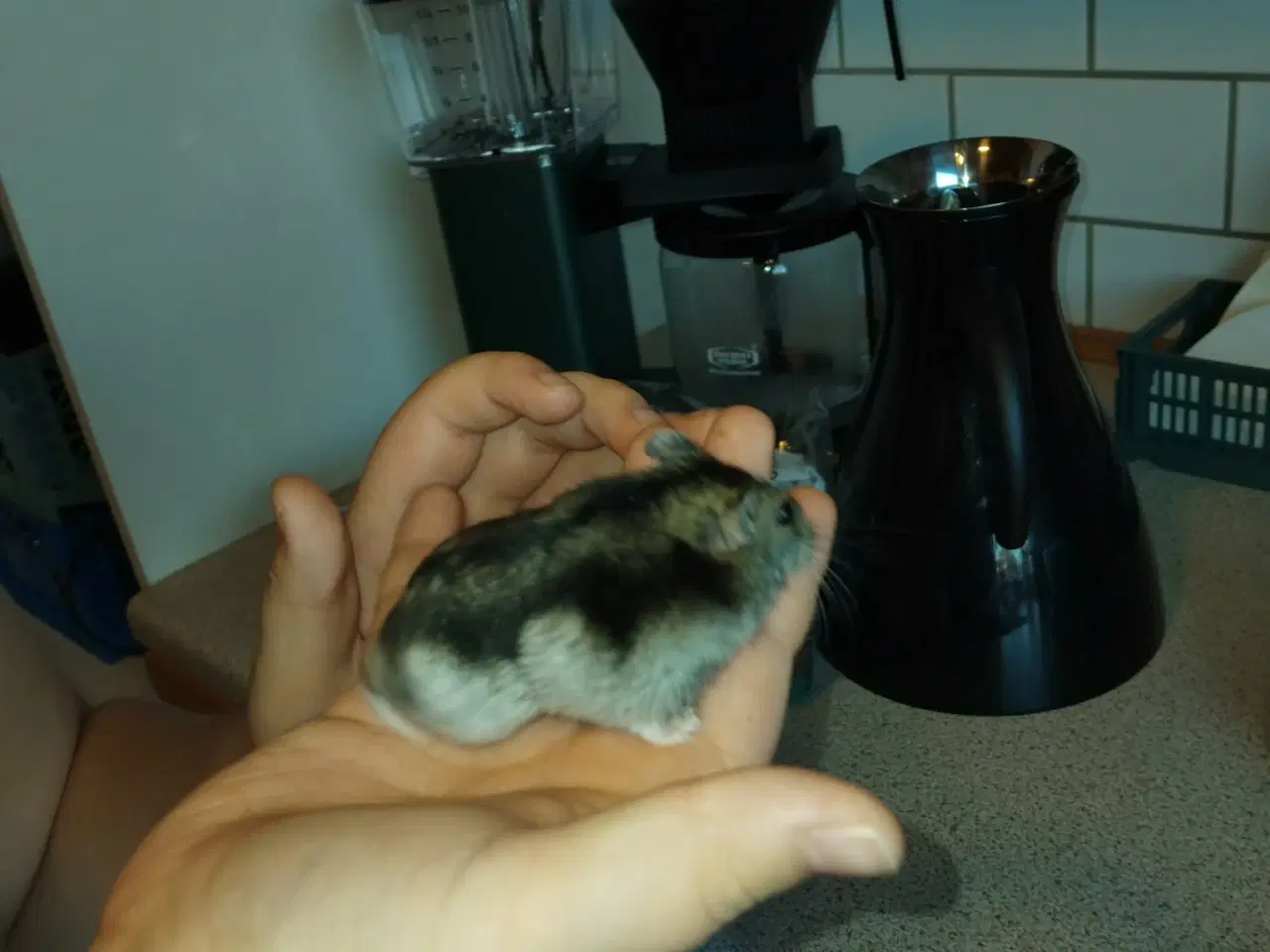 Billede 8 - Vinterhvid dværghamster han