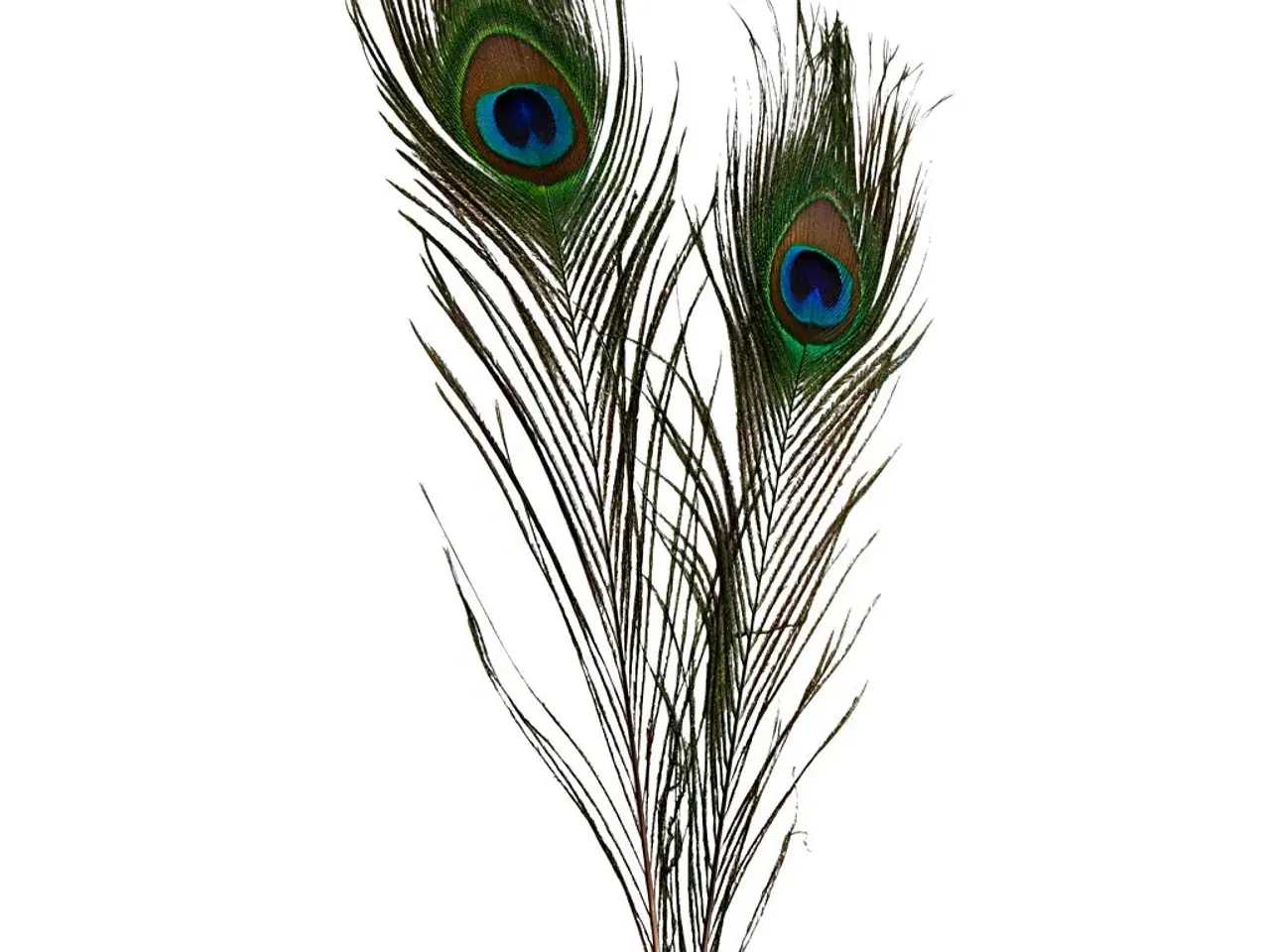 Billede 1 - Højkvalitets påfuglefjer - 10 stk. 25-30 cm