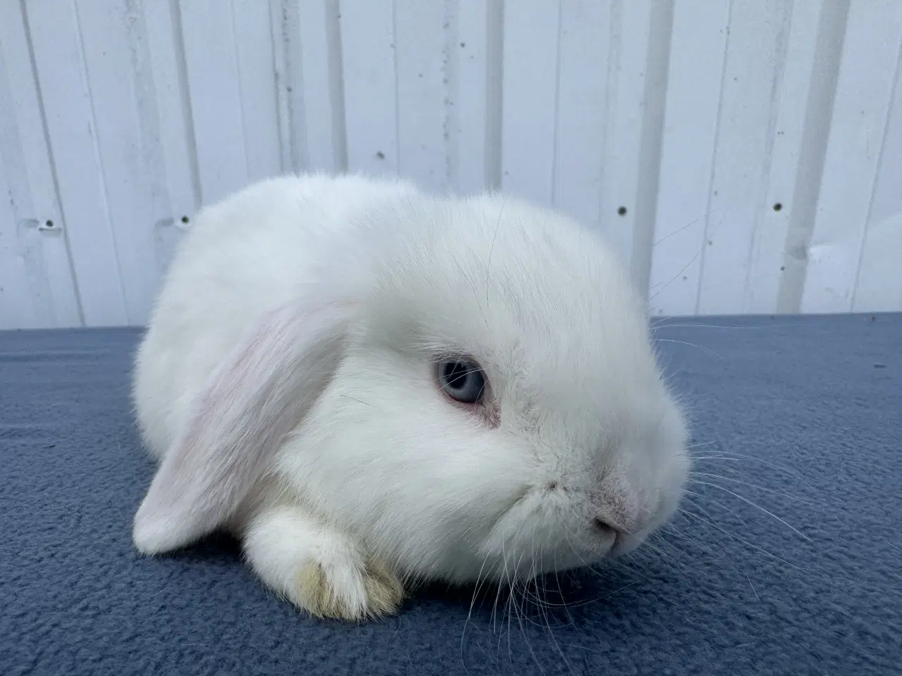 Billede 7 - Dværgvædder salgsklare hunner