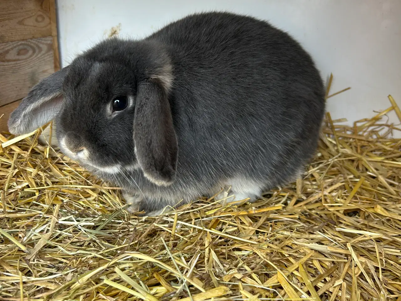 Billede 2 - Mini Lop