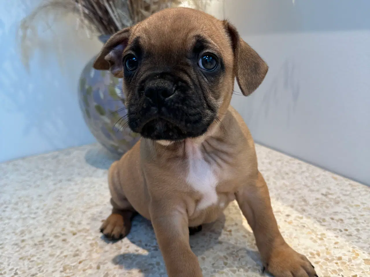 Billede 2 - De kærligste hvalpe søger nye familier