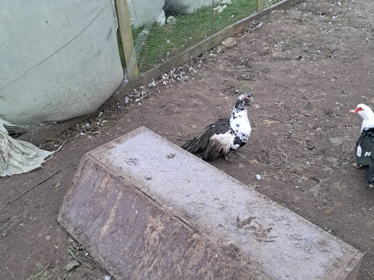 Billede 3 - Moskusandrik