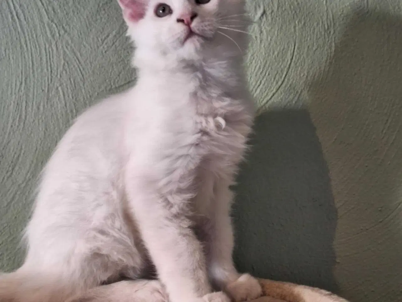 Billede 1 - Maine Coon killing m/stamtavle 