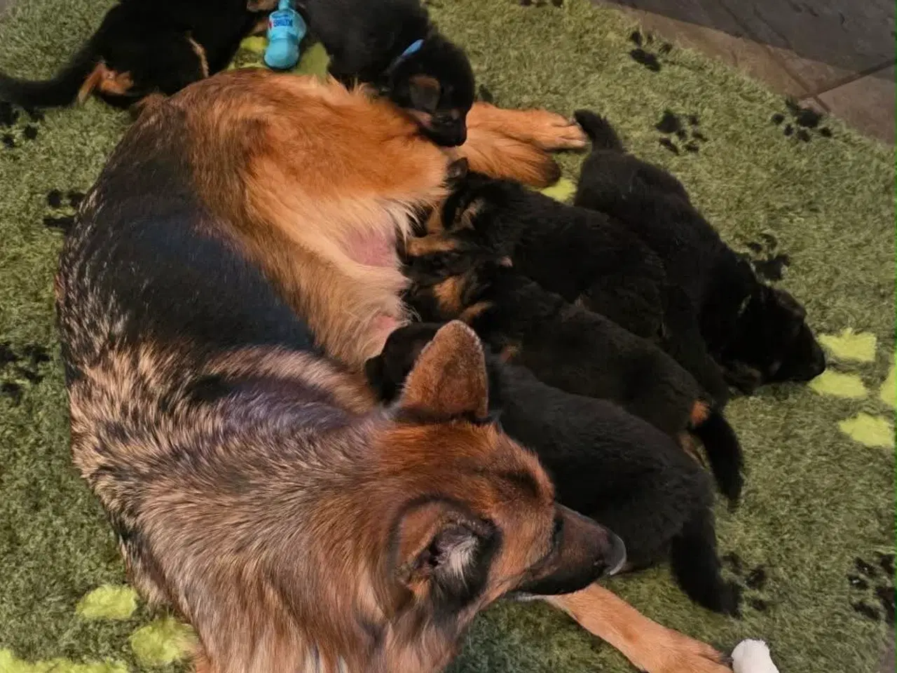 Billede 11 - Top Schæfer hvalp 