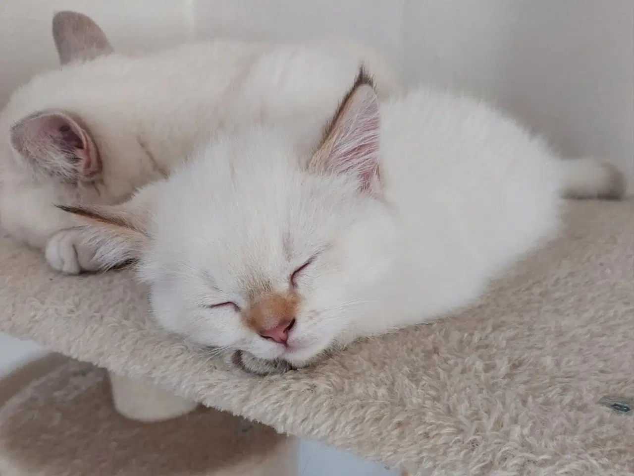 Billede 2 - British Shorthair med stamtavle