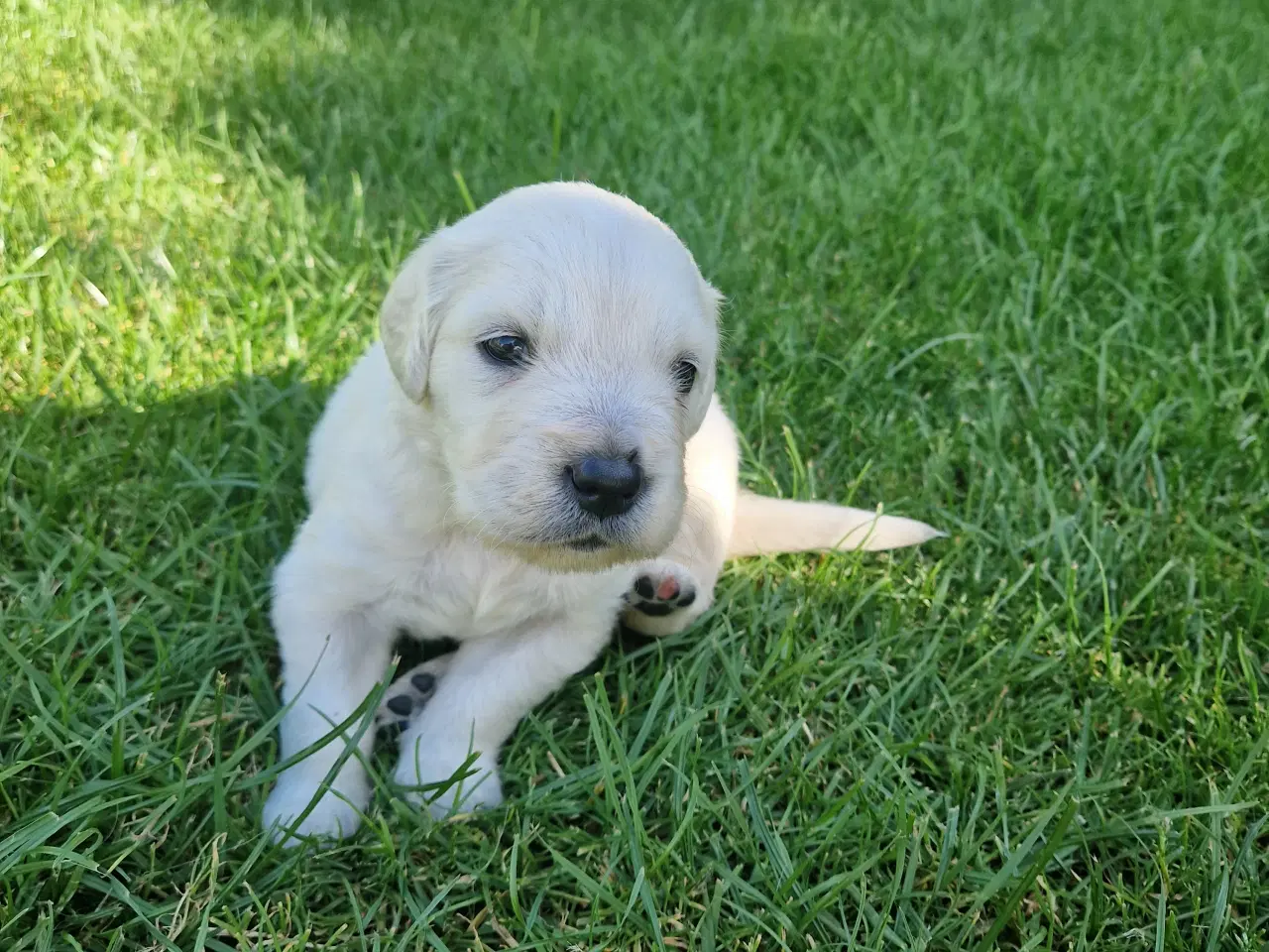Billede 5 - Golden retriever han hvalp. "Hannibal"