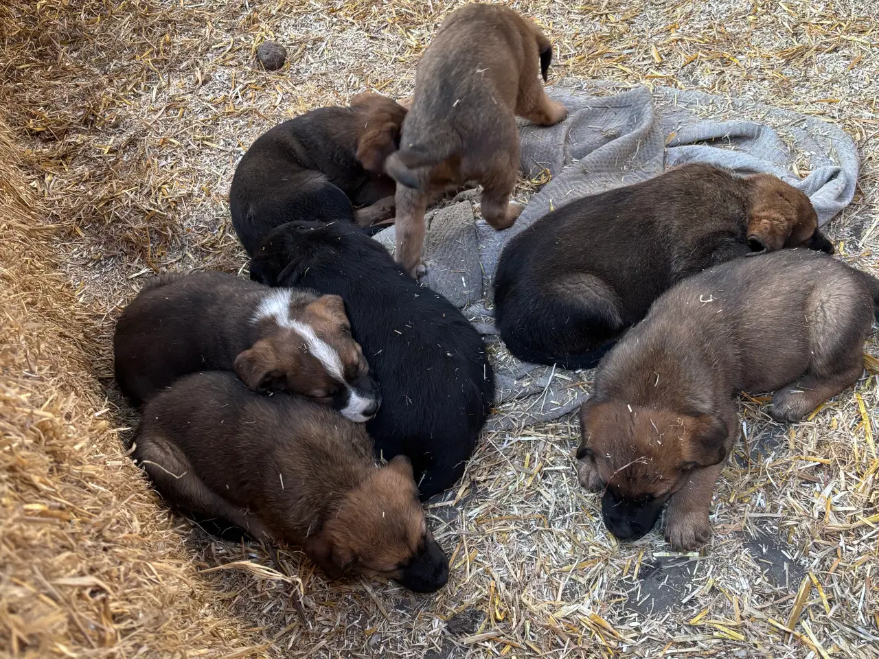 Billede 3 - Labrador blandningshvalpe
