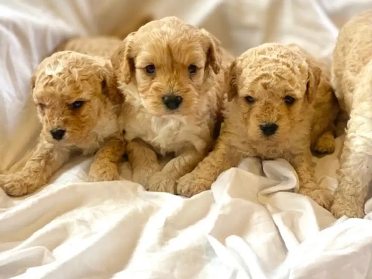 Billede 1 - Cavapoo hvalpe 