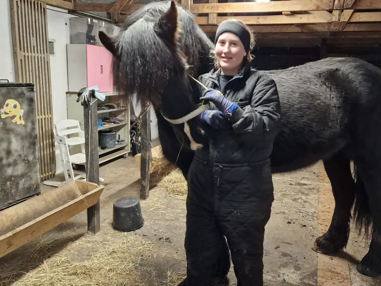 Billede 2 - Frieser/Irish Cob Vallak