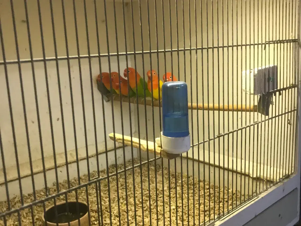 Billede 1 - dværgpapegøjer