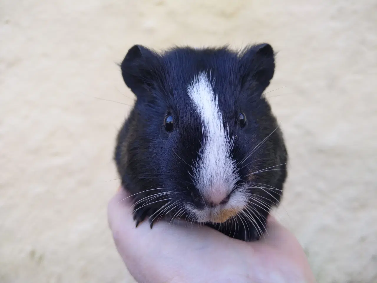 Billede 4 - 2 søstre i et køb 