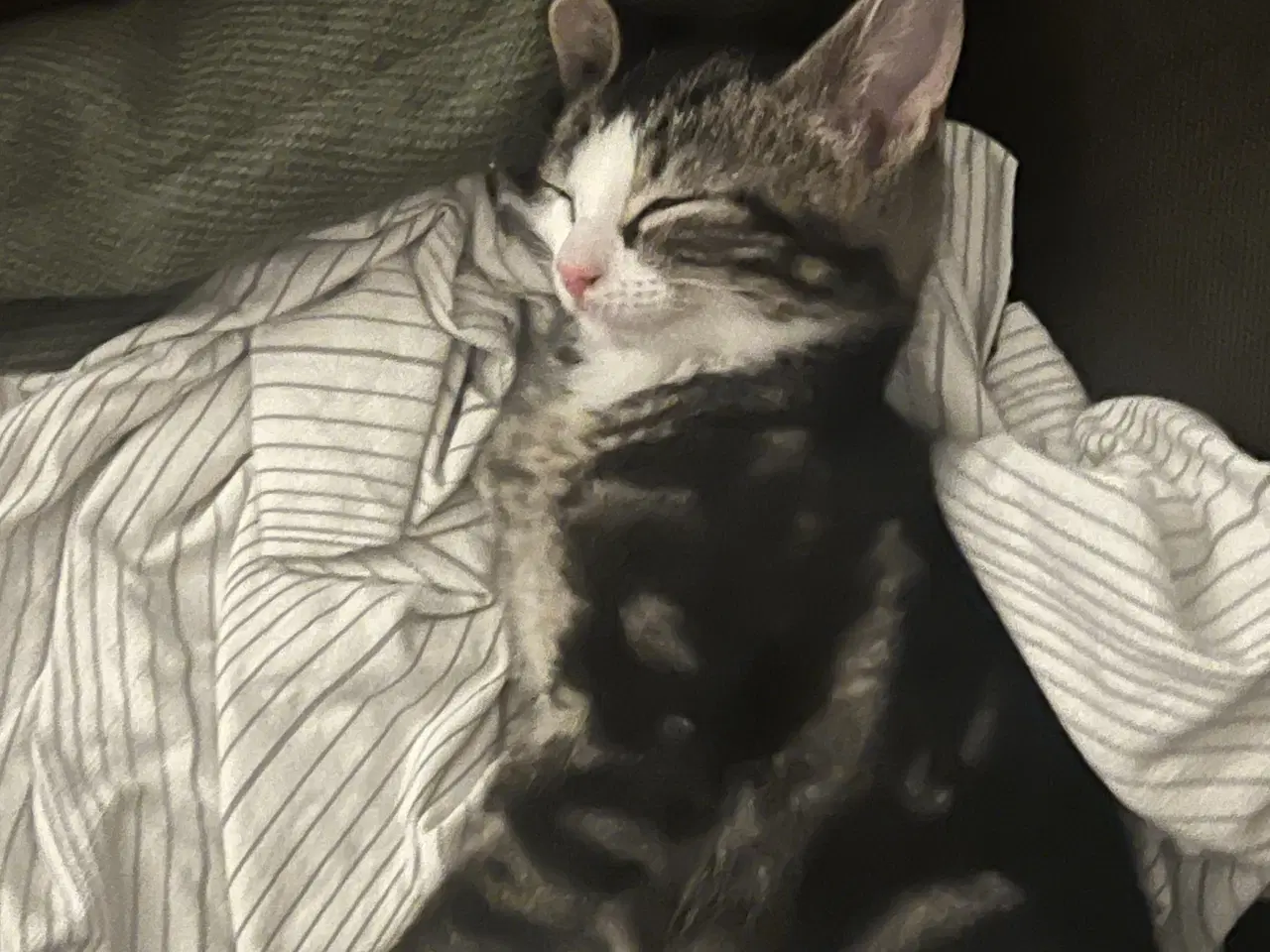 Billede 6 - 2 søde kattekillinger 