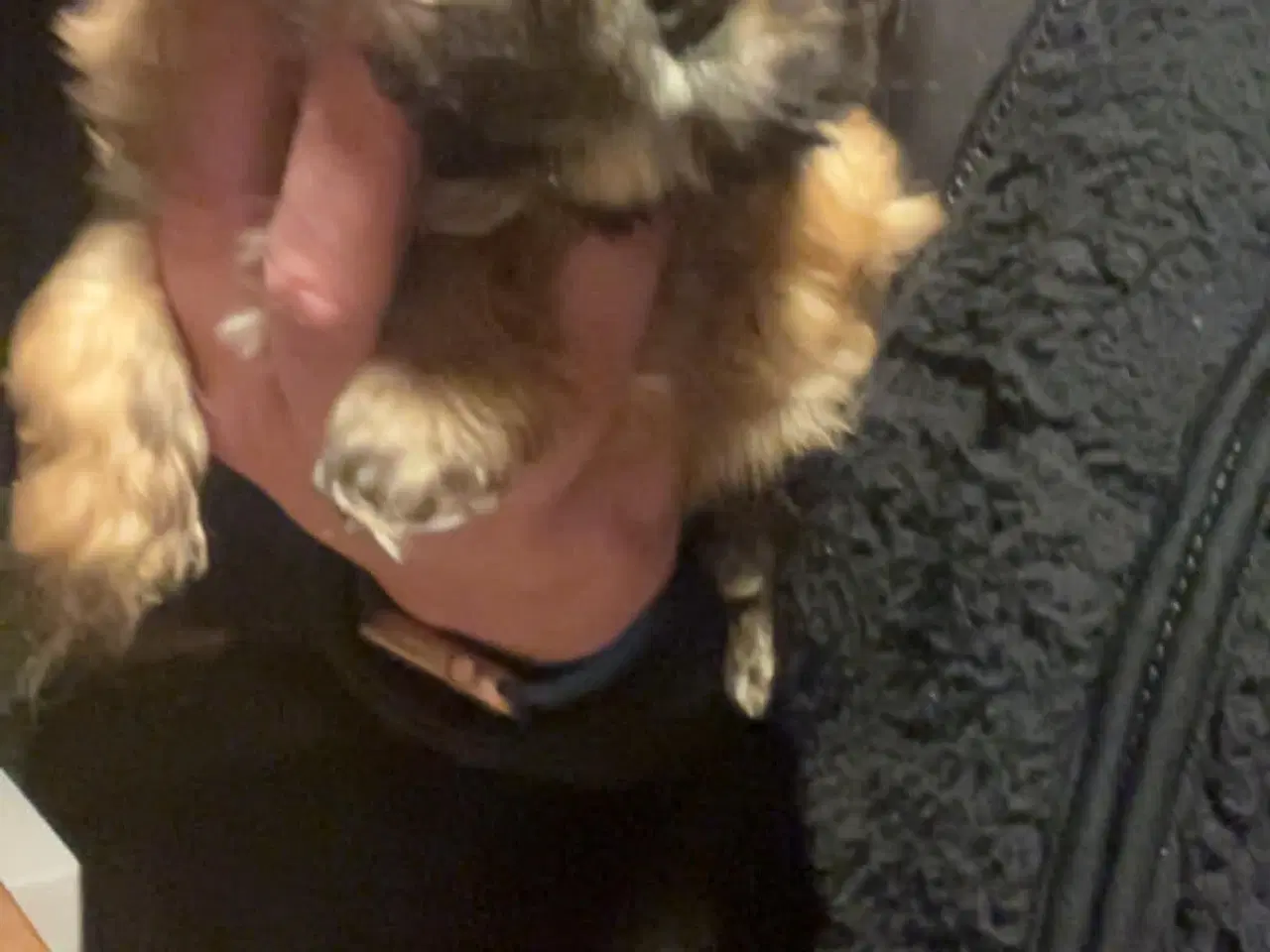 Billede 2 - Cava tzu hvalpe sælges 