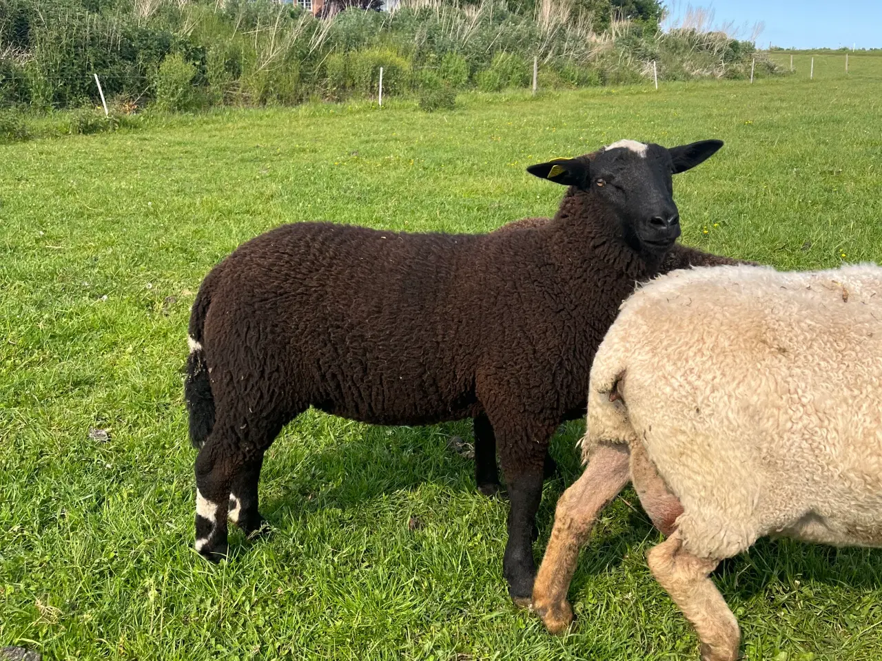 Billede 1 - Zwartbles/Texel krydsning, vædderlam