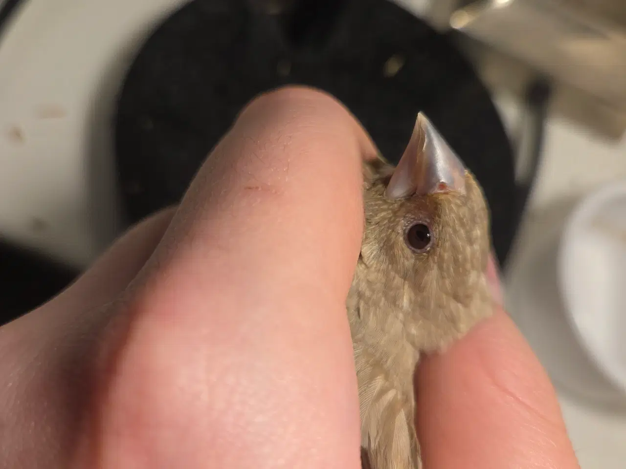 Billede 8 - Finker sælges 