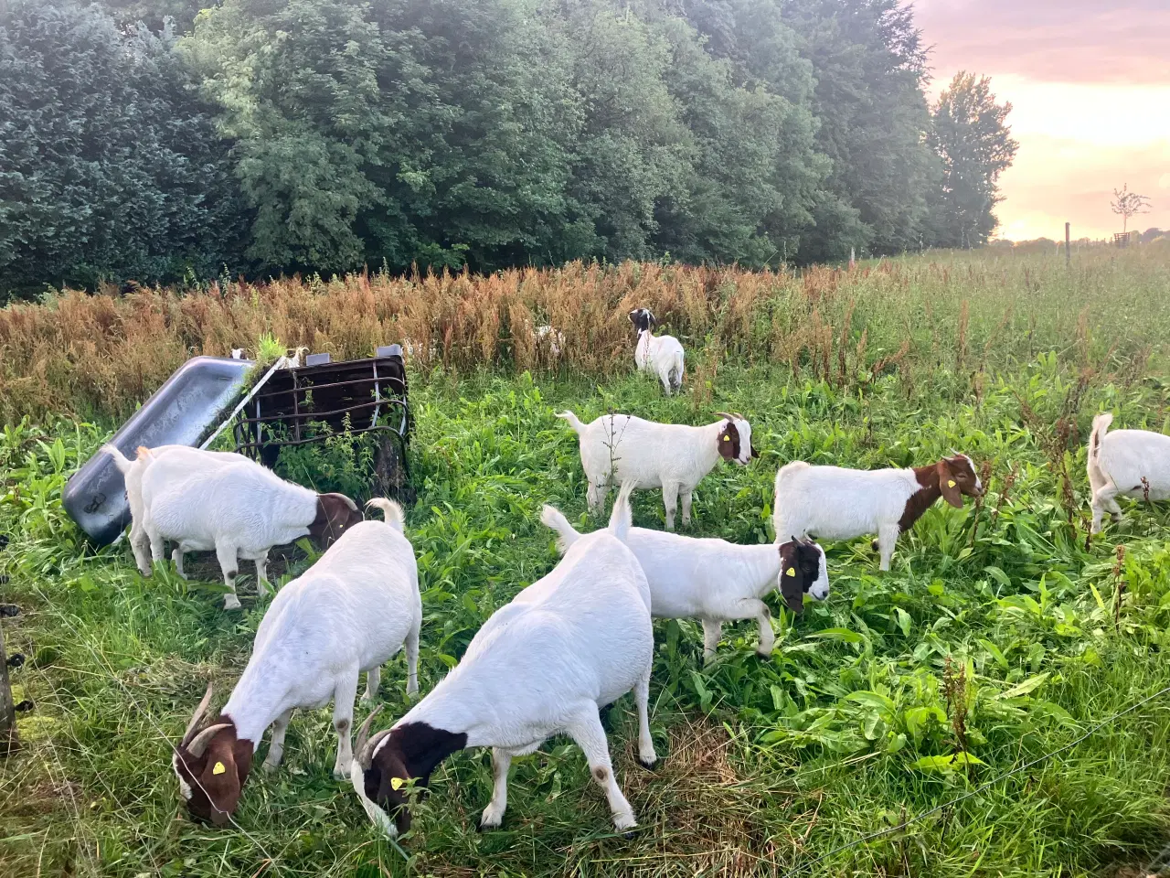 Billede 1 - Boergeder og bukke