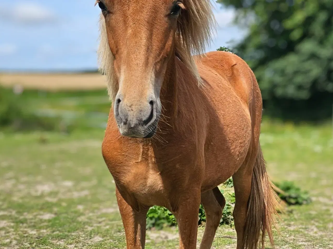 Billede 1 - Avl - Stævne eller luksus ridehest <3 