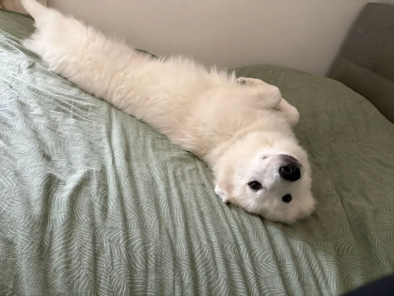 Billede 6 - Samojede