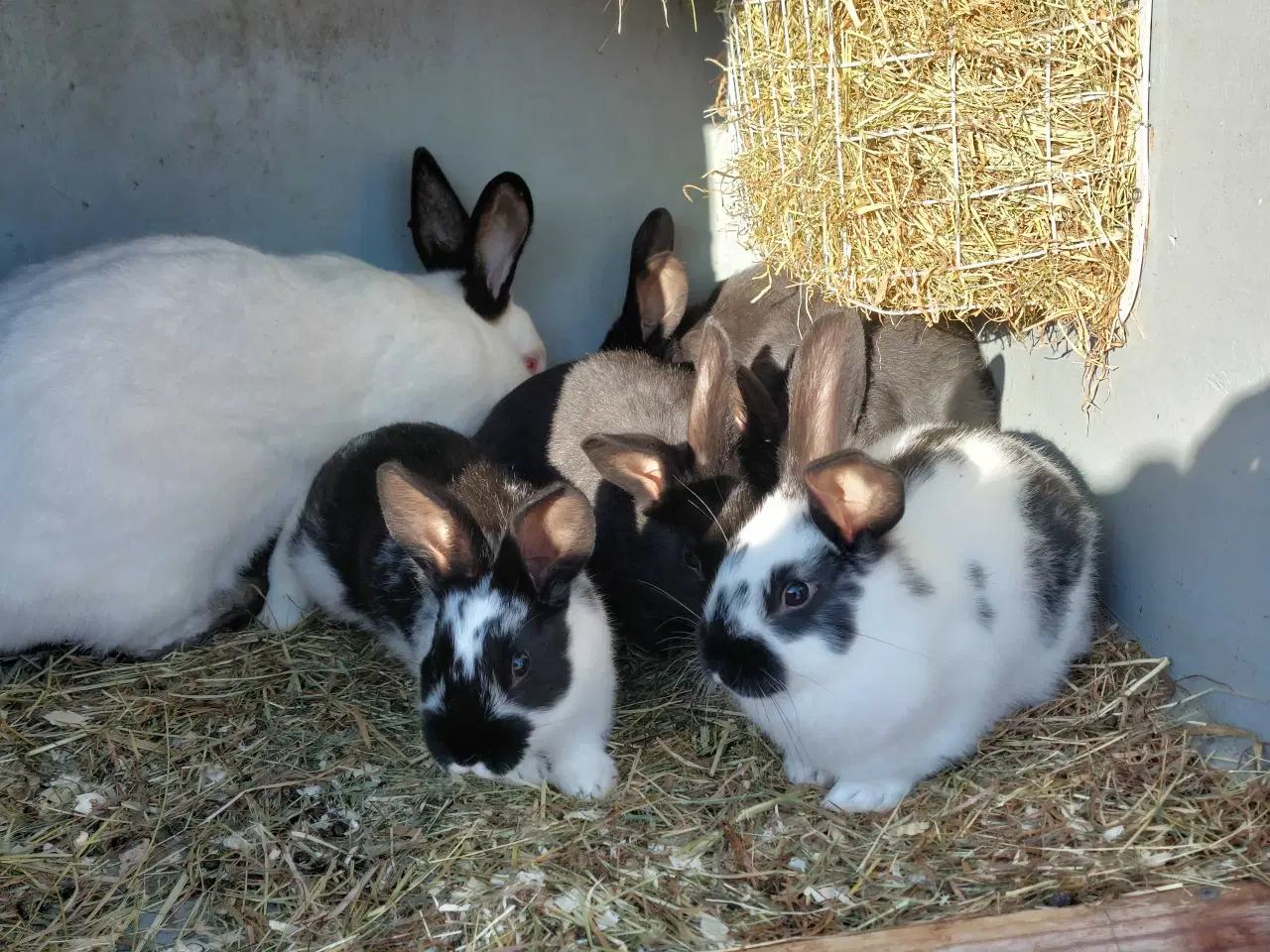 Billede 4 - Kanin til salg 