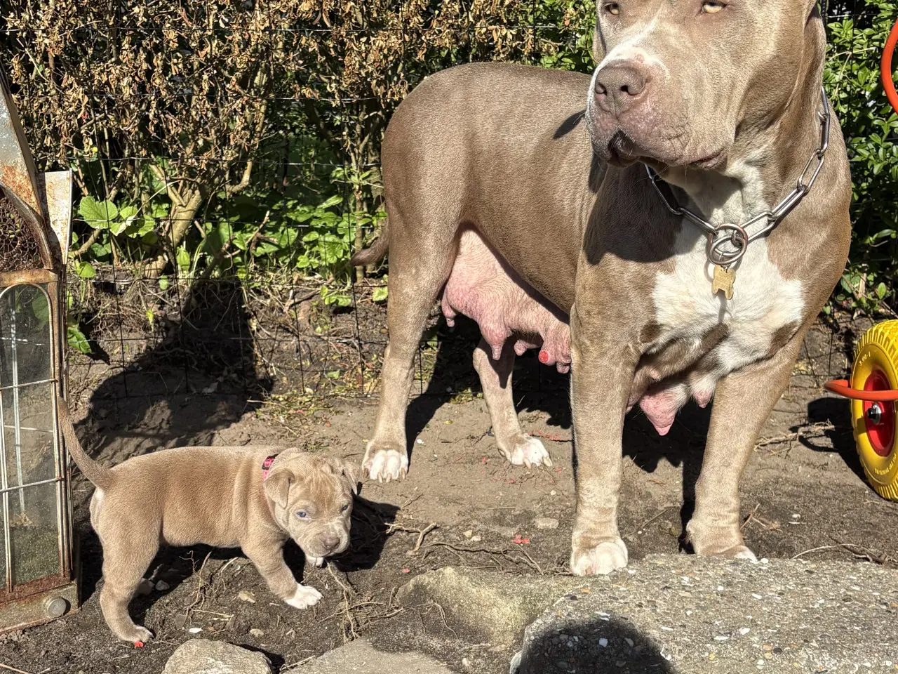 Billede 1 - Anarican Bully xl hvalpe