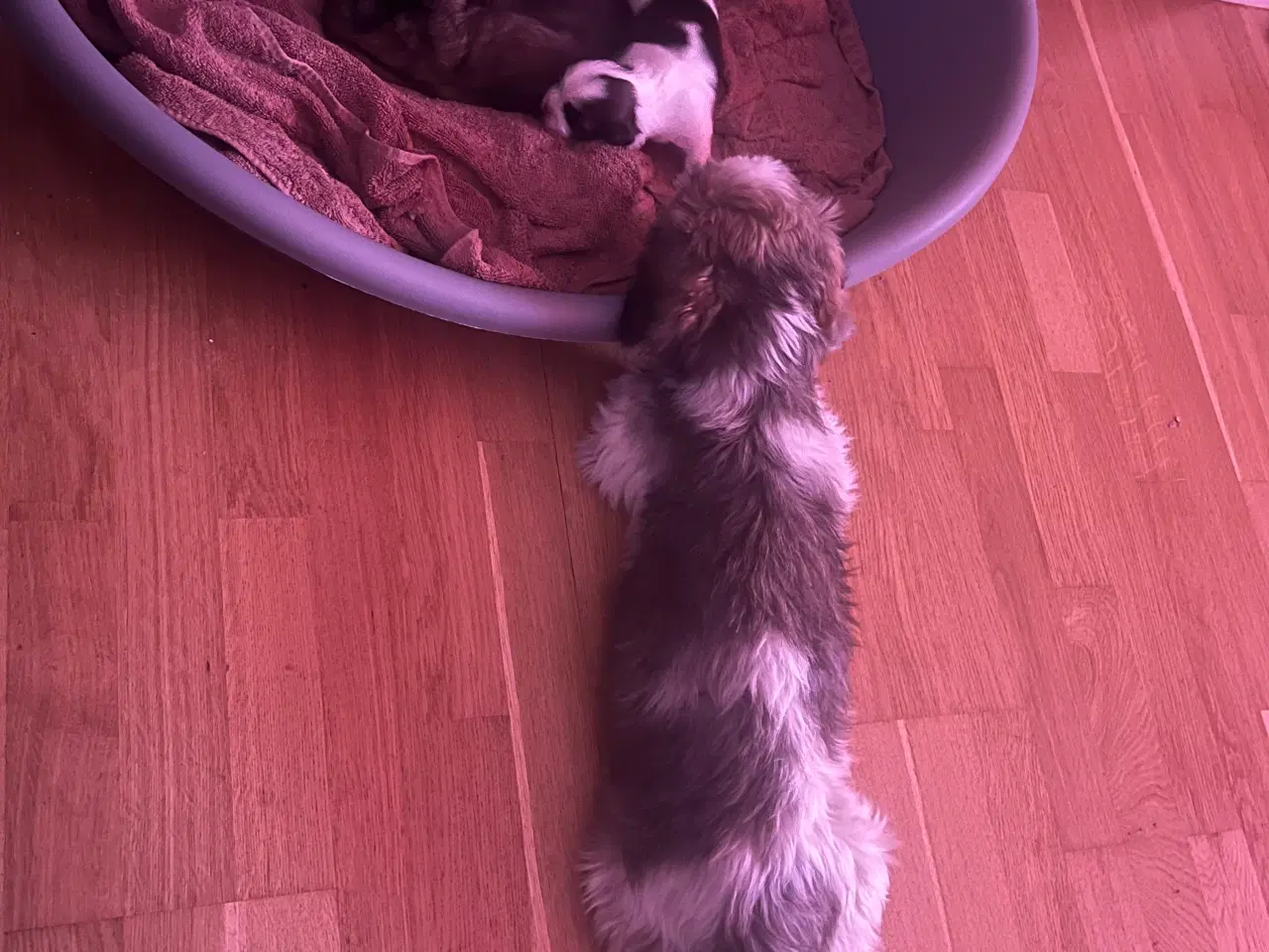 Billede 7 - Skønne Shih tzu hvalpe