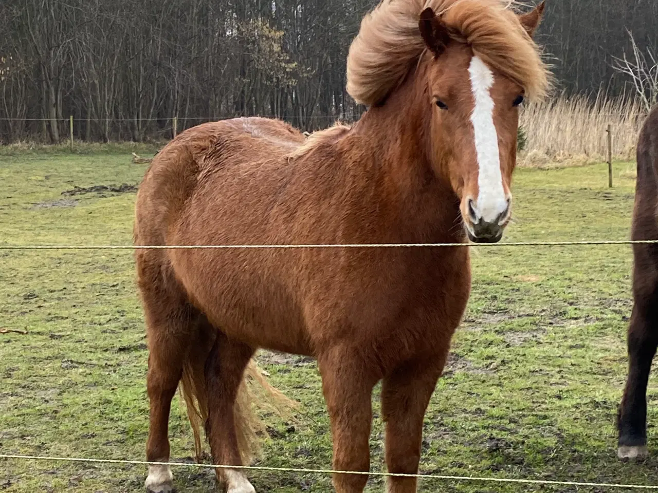 Billede 1 - Tillidsfuld og smuk hoppe