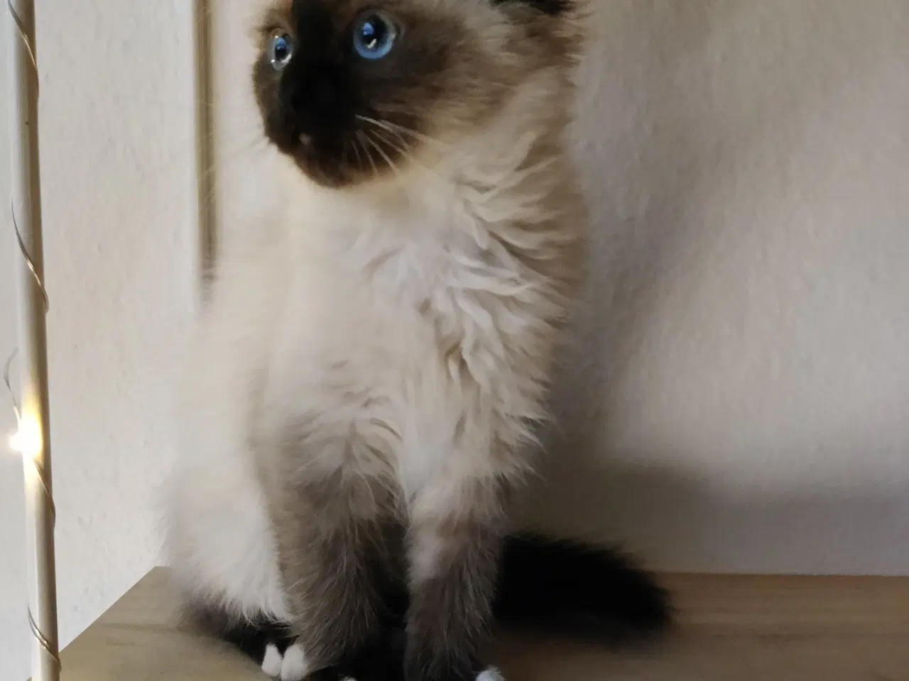 Billede 3 - Hellig Birma pige