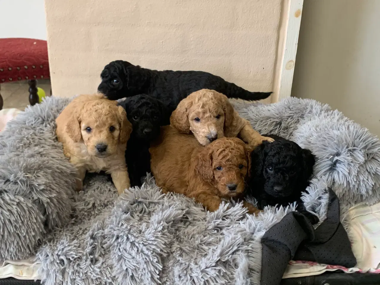 Billede 3 - Mini Golden Doodle F1B babyer 