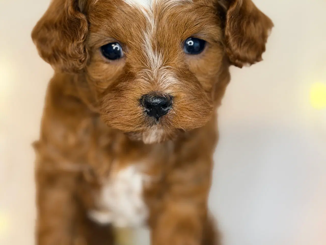 Billede 9 - Cavapoo dreng