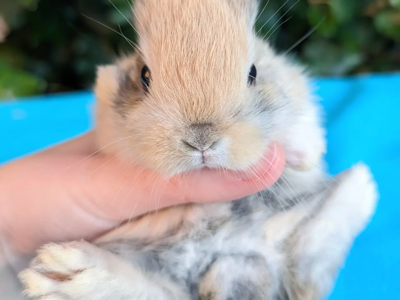 Billede 5 - Hermelin kaninunge sælges 