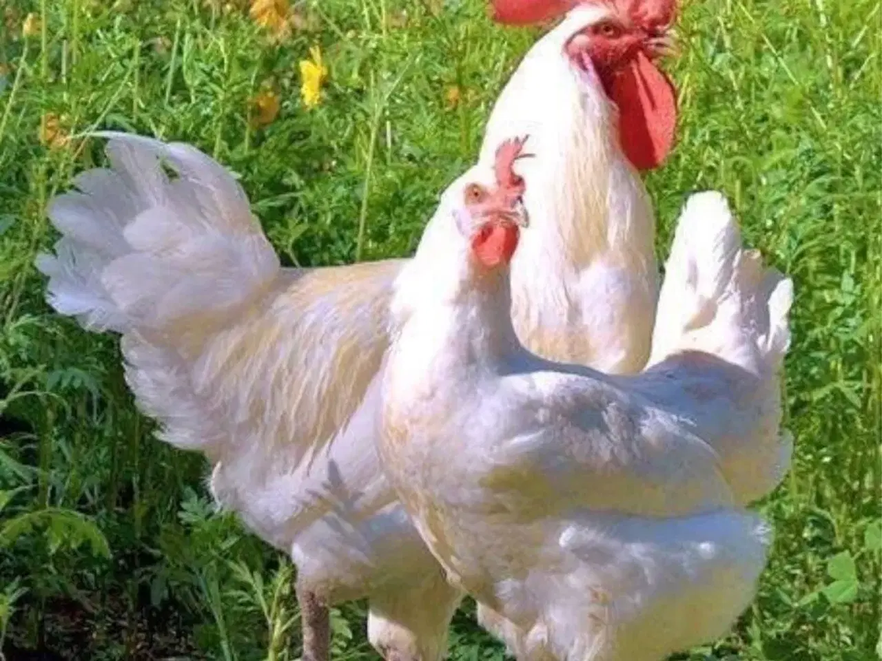 Billede 1 - La bresse kyllinger