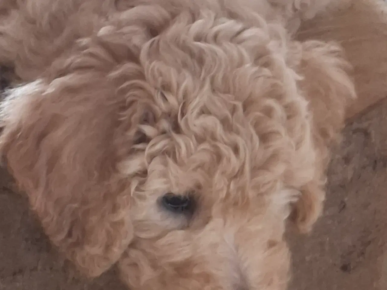 Billede 5 - Goldendoodle/ Labradoodle medium F2 